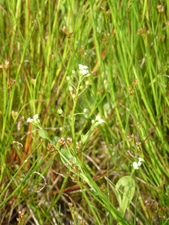 30 IMG flore