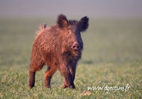 sanglier